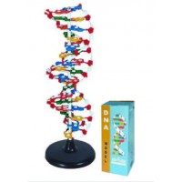 DNA & RNA Models (18)